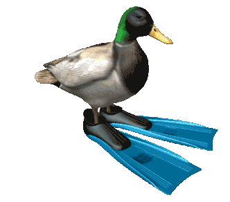 A duck spins